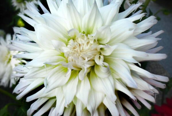 Magic Moment Dahlia