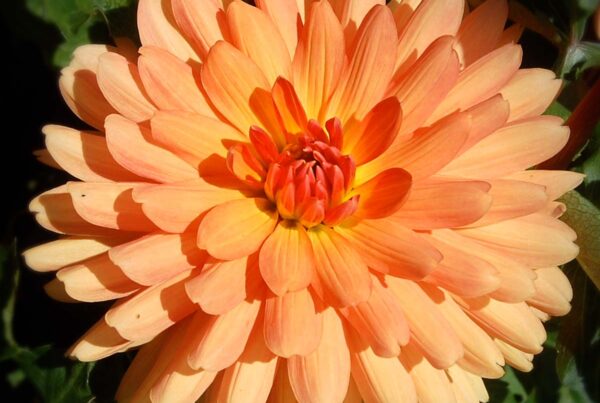 Marmalade Dahlia