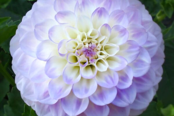 Midnight Moon Dahlia