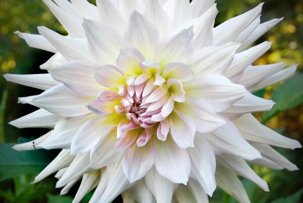 Mingus Phillip Dahlia