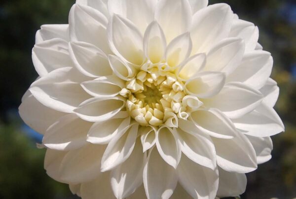 Moonstruck Dahlia