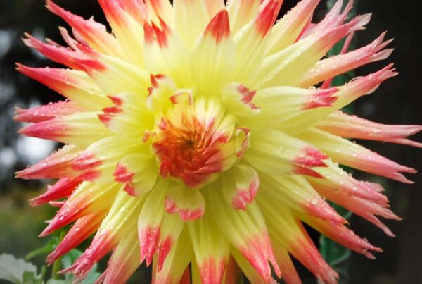 My Beverly Dahlia