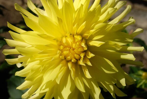 My Lynda Dahlia
