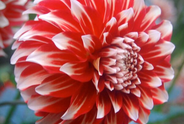 Myrtles Brandy Dahlia