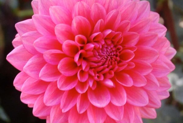 Mystique Dahlia