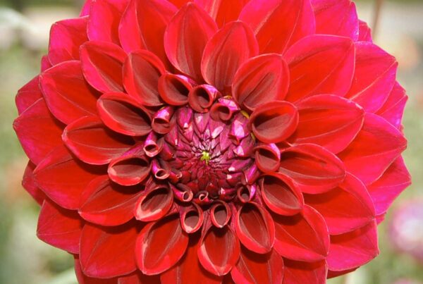 Nellie J. Dahlia