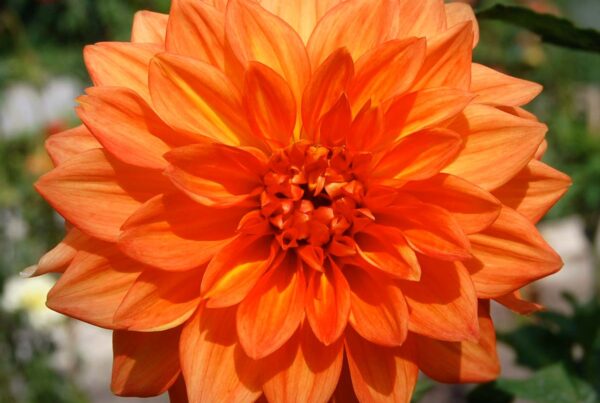 Neon Splendor Dahlia