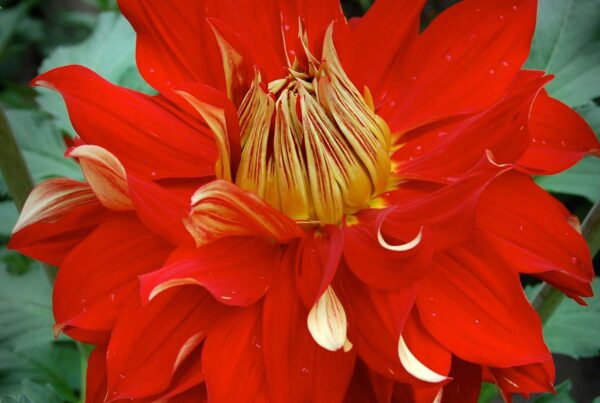 Nick Sr. Dahlia
