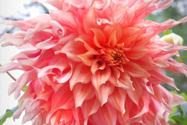 Penhill Watermelon Dahlia