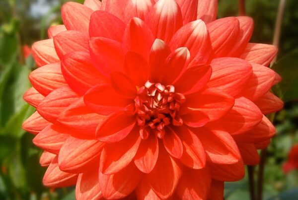 Princess Louise De Suede Dahlia
