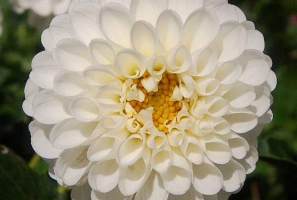 RJR Dahlia