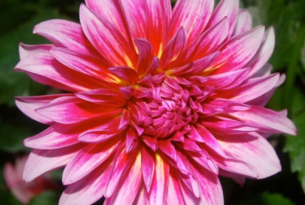 Raspberry Punch Dahlia