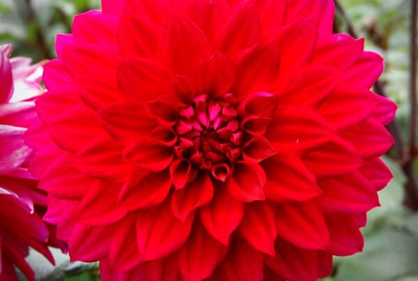 Red Lipstick Dahlia