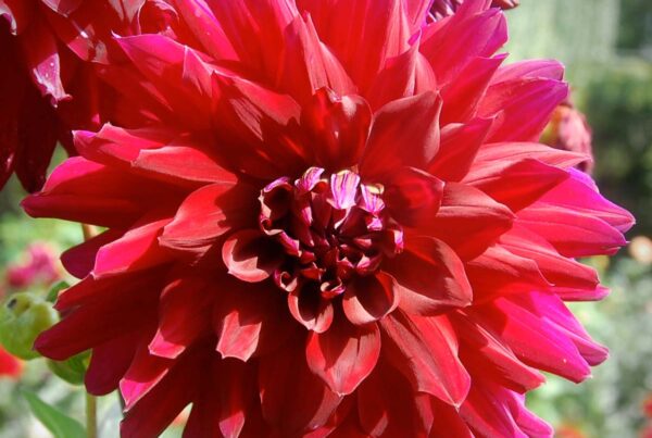 Rip City Dahlia