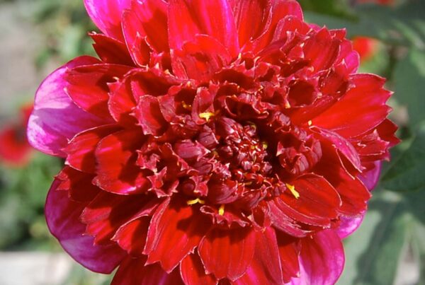 Rock Star Dahlia