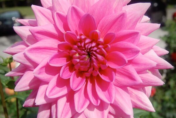 Rosella Dahlia