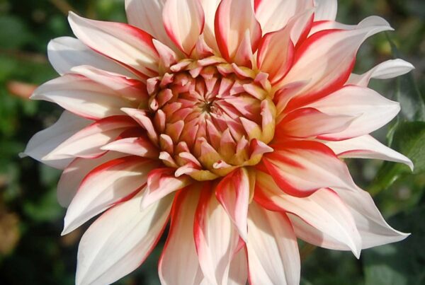 Santa Claus Dahlia