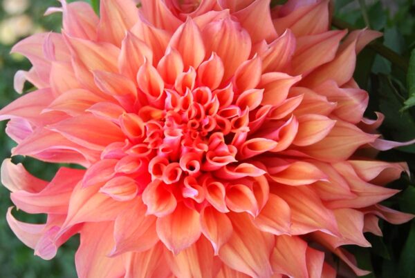 Sherwood Peach Dahlia