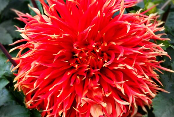 Show-N-Tell Dahlia