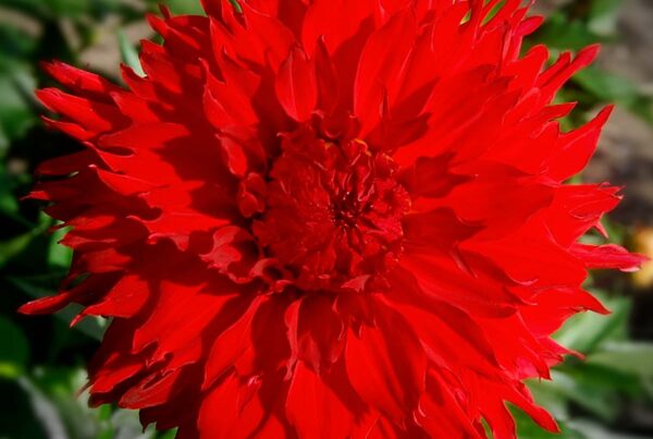 Skywalker Dahlia