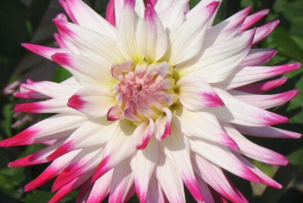 Sorbet Dahlia