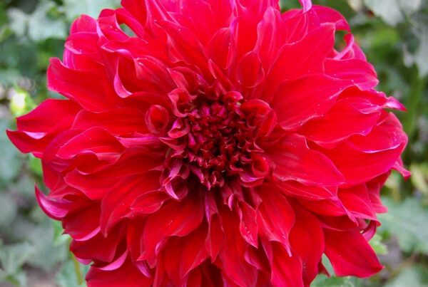 Spartacus Dahlia