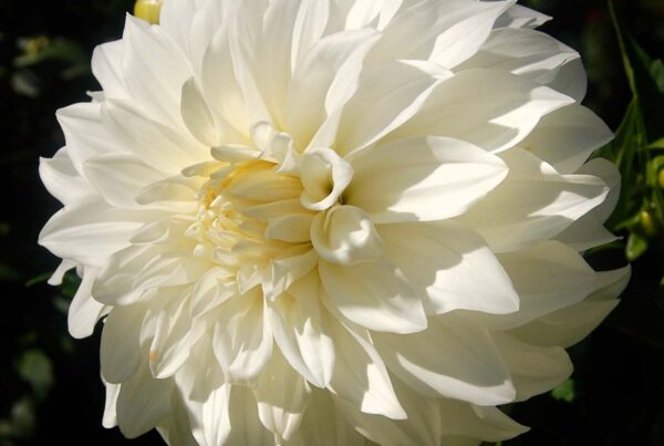 Sterling Silver Dahlia