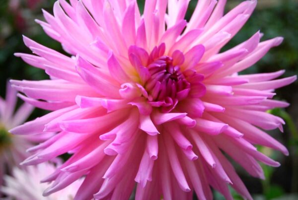 Sweet Dreams Dahlia