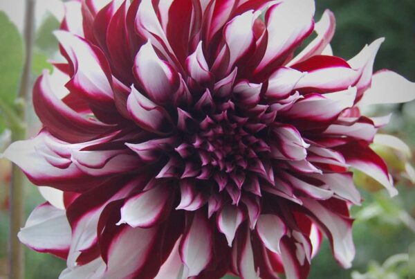 Tartan Dahlia