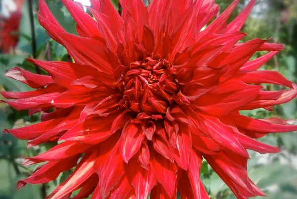 Taum Sauk Dahlia