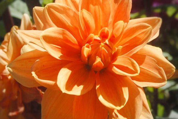 Teddy Dahlia