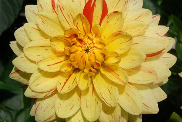 Tiger Eye Dahlia