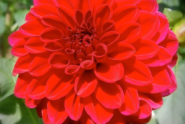Tommy's Pride Dahlia