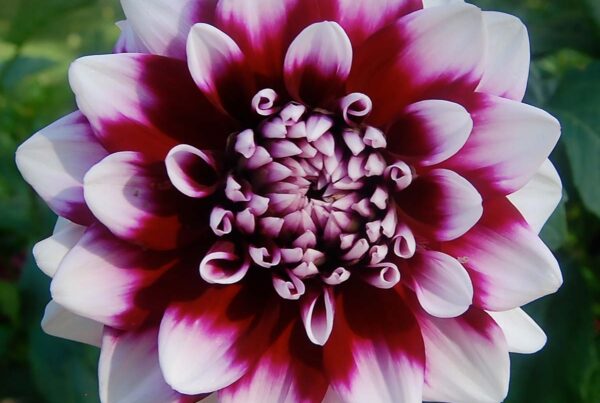 Tomo Dahlia