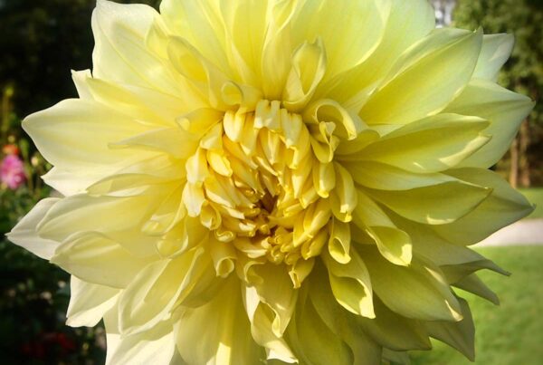 Wanda's Moonlight Dahlia