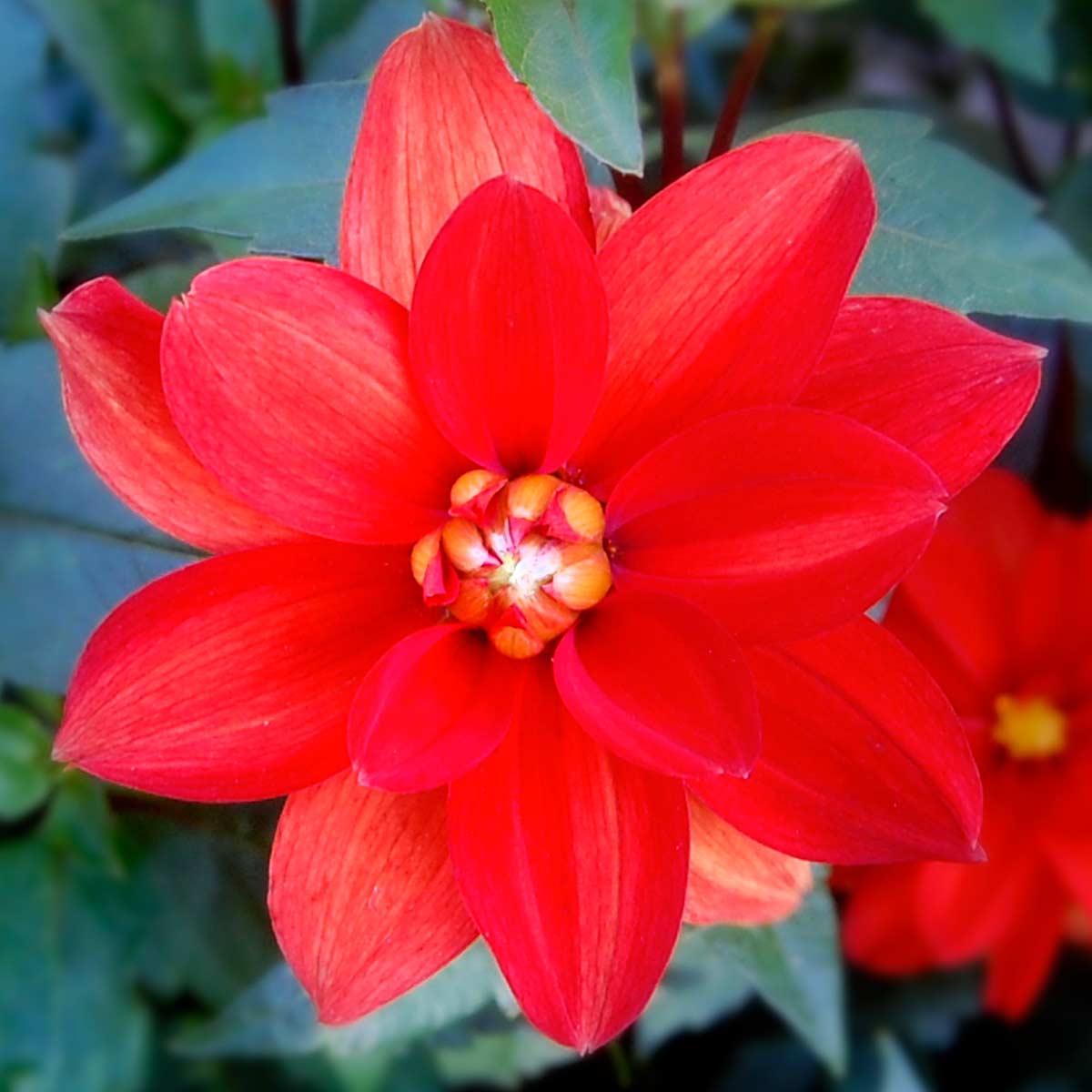 Waterlily Red Dahlia