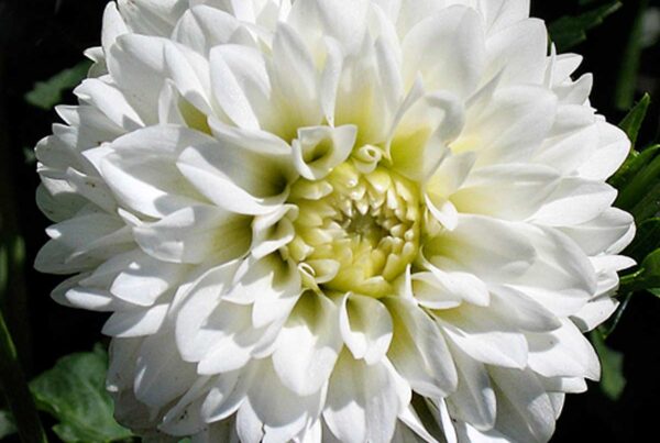 White Fawn Dahlia