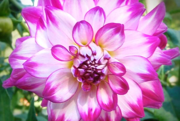 Who Dun It Dahlia