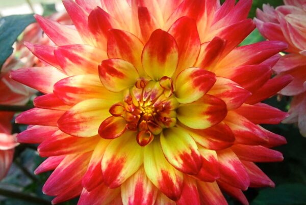 Wildcat Dahlia