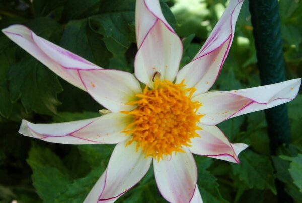 Willie Willie Dahlia