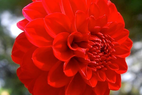 Wisconsin Red Dahlia
